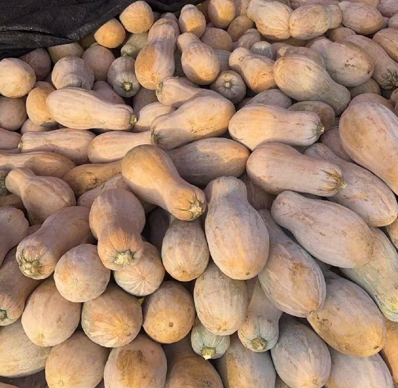 蜜本南瓜【优质南瓜】大量供应加工厂，食堂，商超