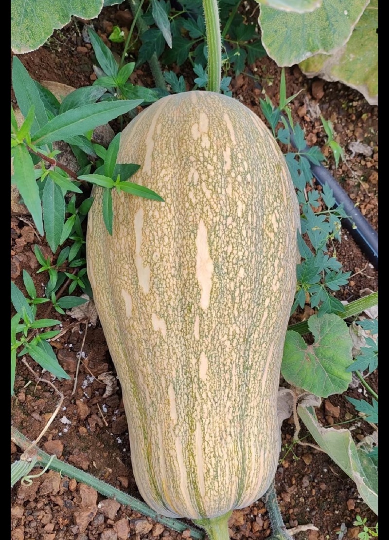 蜜本南瓜【优质南瓜】大量供应加工厂，食堂，商超