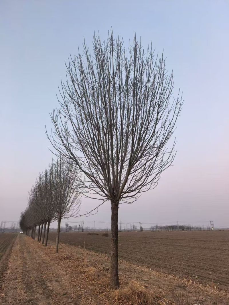 【推荐】精品白蜡树3公分-40公分都有树形好看规格齐全