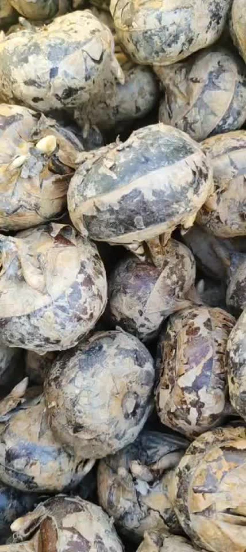 广西马蹄精品毛马蹄基地直发可视频看货保证质量