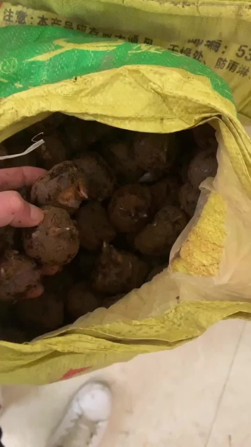 广西马蹄精品毛马蹄基地直发可视频看货保证质量