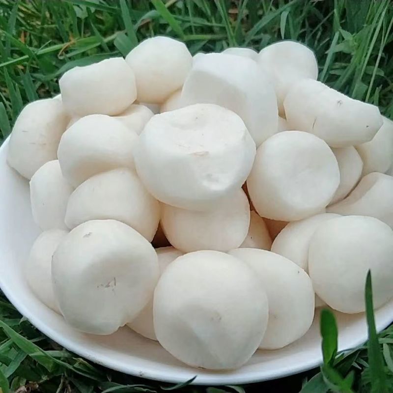 广西马蹄精品毛马蹄基地直发可视频看货保证质量