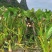 广西芋头精品荔浦芋头基地直发保质保量可视频看货