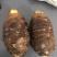 广西芋头精品荔浦芋头基地直发保质保量可视频看货