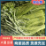 空心菜，广东空心菜，产地直发，一手货源