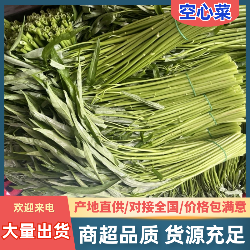 空心菜，广东空心菜，产地直发，一手货源