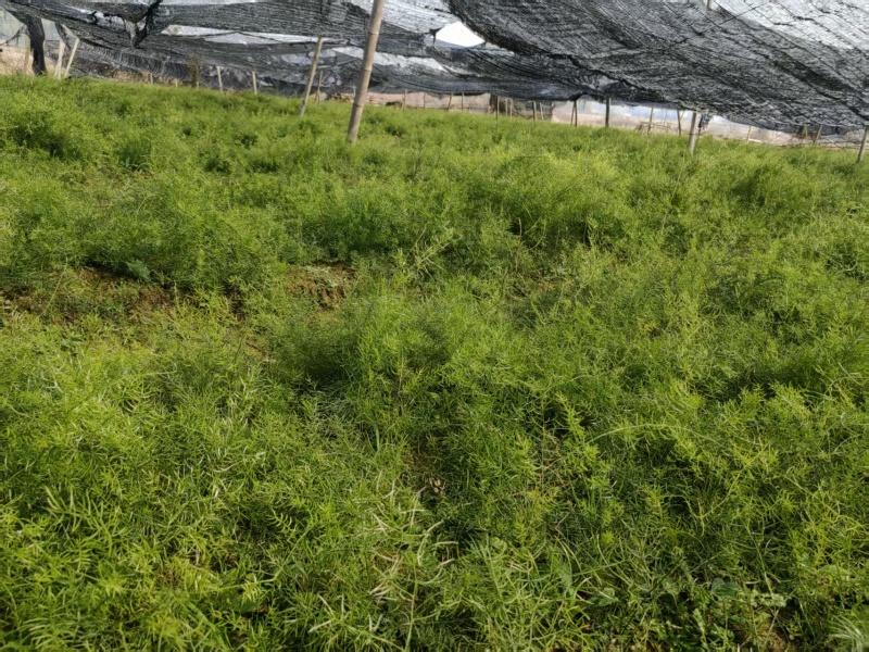 正宗天冬苗自家苗圃货量大成活率高保湿发货提供技术指导打包