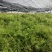正宗天冬苗自家苗圃货量大成活率高保湿发货提供技术指导打包