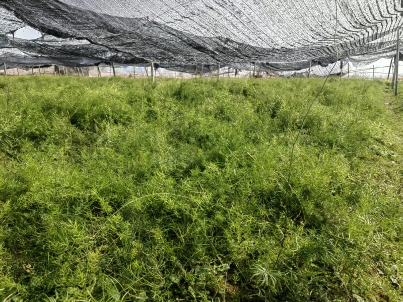 正宗天冬苗自家苗圃货量大成活率高保湿发货提供技术指导打包