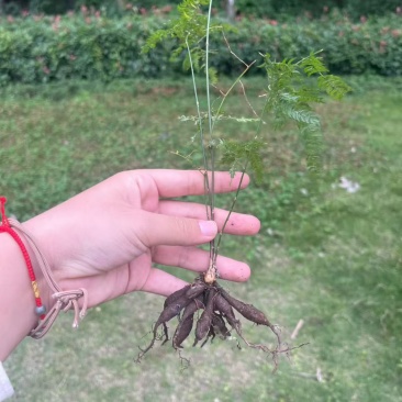 正宗天冬苗自家苗圃货量大成活率高保湿发货提供技术指导打包
