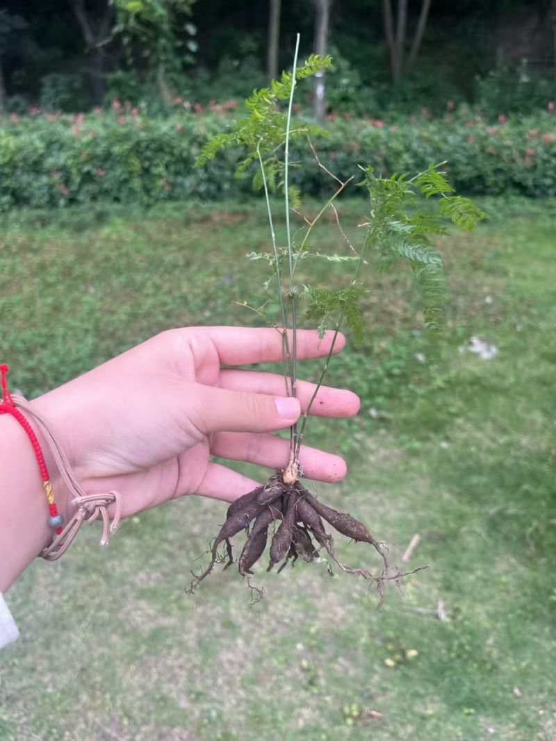 正宗天冬苗自家苗圃货量大成活率高保湿发货提供技术指导打包