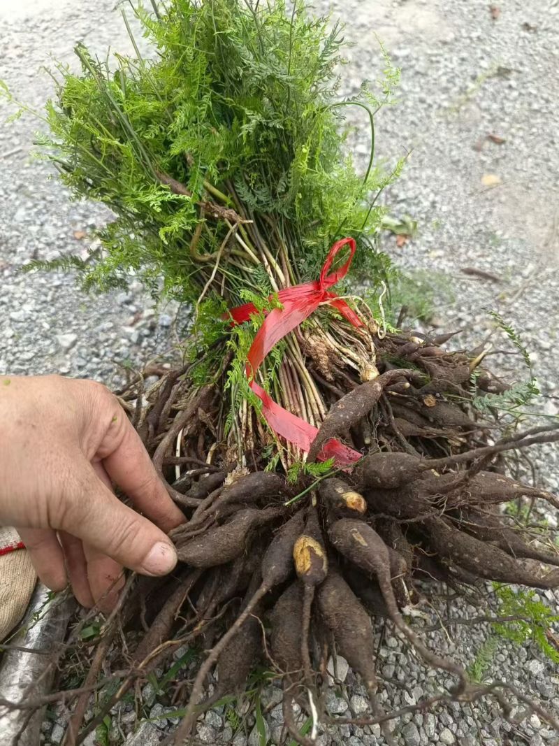 正宗天冬苗自家苗圃货量大成活率高保湿发货提供技术指导打包
