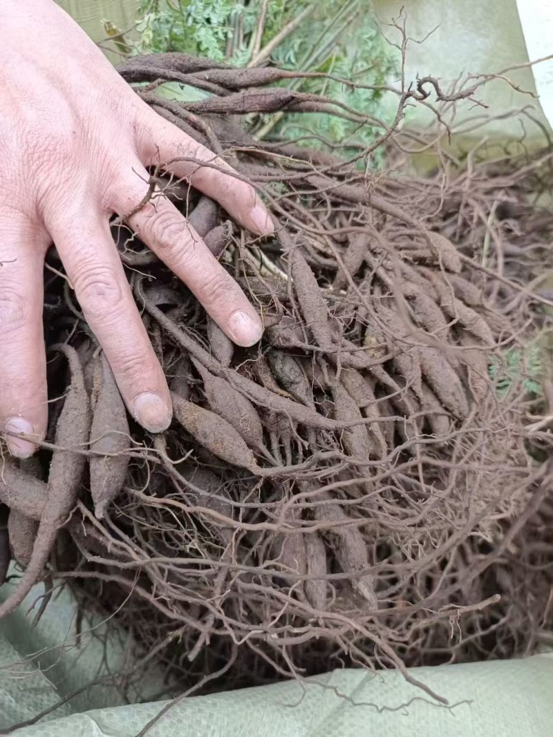 正宗天冬苗自家苗圃货量大成活率高保湿发货提供技术指导打包