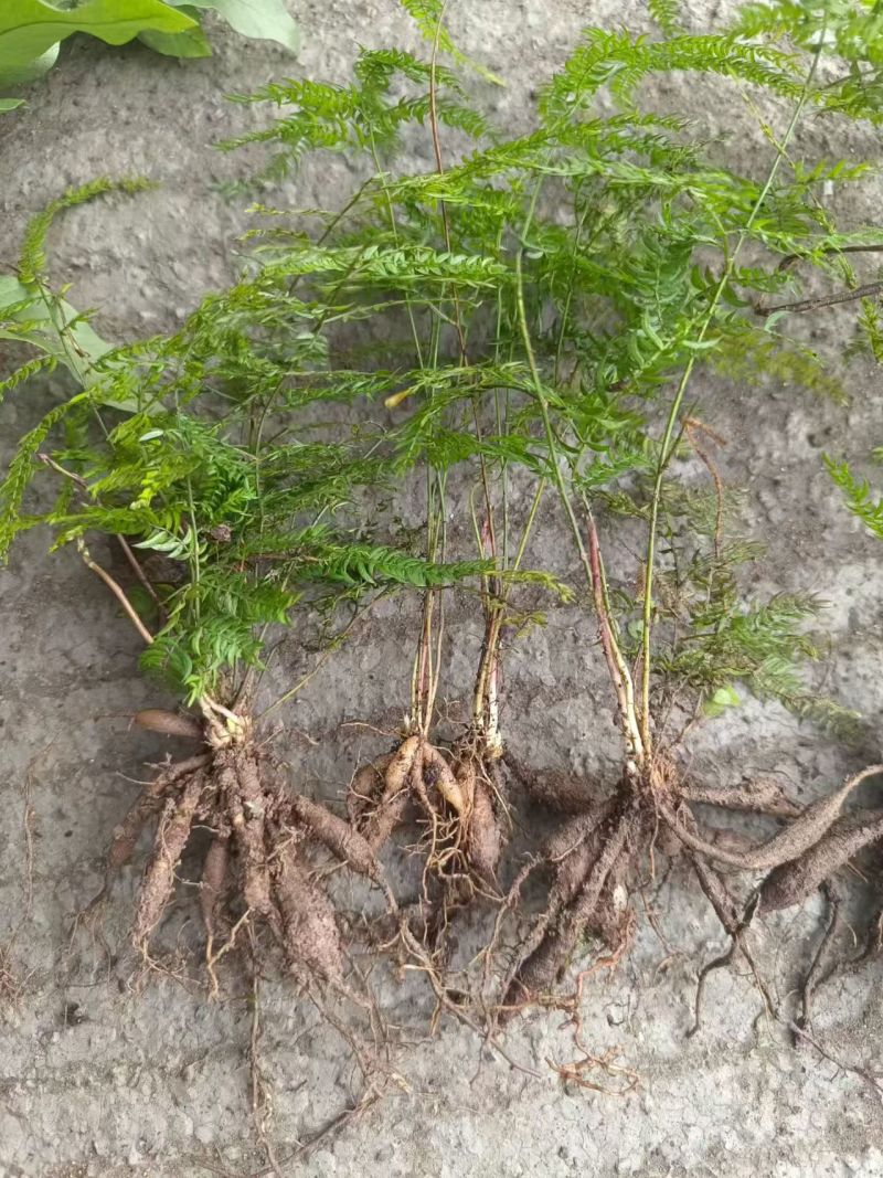 正宗天冬苗自家苗圃货量大成活率高保湿发货提供技术指导打包