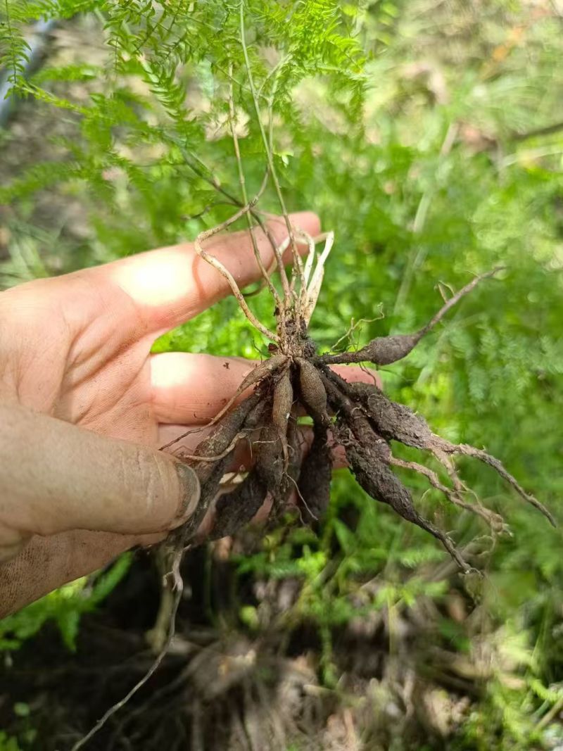 正宗天冬苗自家苗圃货量大成活率高保湿发货提供技术指导打包