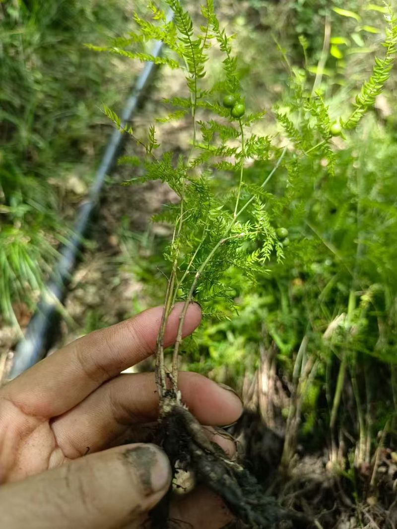 正宗天冬苗自家苗圃货量大成活率高保湿发货提供技术指导打包