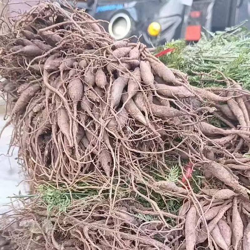 正宗天冬苗自家苗圃货量大成活率高保湿发货提供技术指导打包