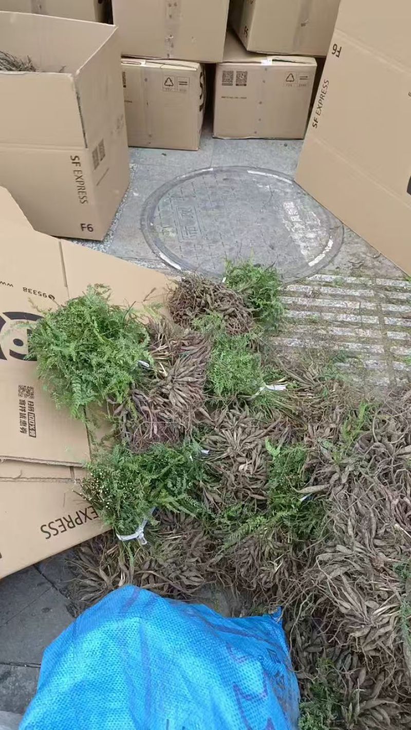 正宗天冬苗自家苗圃货量大成活率高保湿发货提供技术指导打包