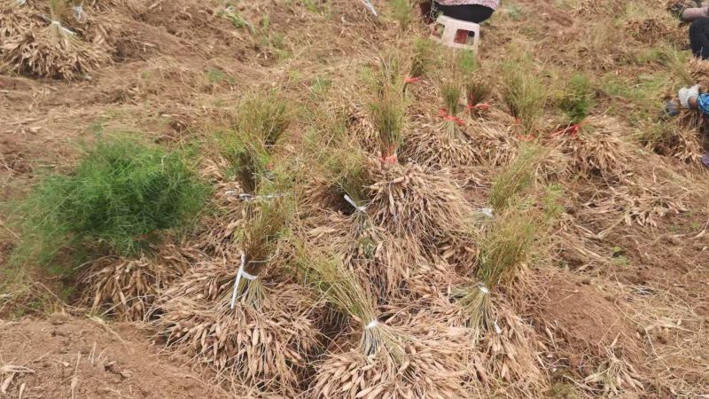 正宗天冬苗自家苗圃货量大成活率高保湿发货提供技术指导打包
