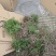 正宗天冬苗自家苗圃货量大成活率高保湿发货提供技术指导打包