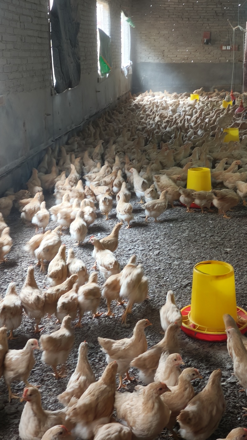 三黄鸡苗大量有货品种纯正质量保证防疫齐全，全国发货