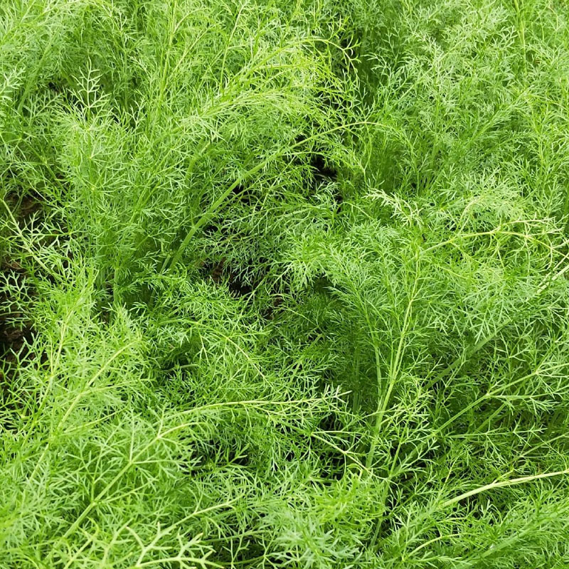 割茬茴香种子扁梗四季可种植耐寒生长期短再生能力强每25天