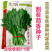 割茬茴香种子扁梗皇帝菜种籽连续收割2至5茬茴香种籽春秋播