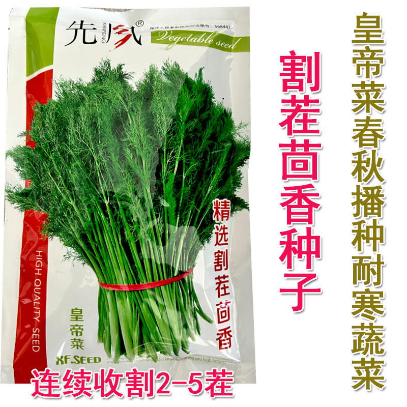 割茬茴香种子扁梗皇帝菜种籽连续收割2至5茬茴香种籽春秋播