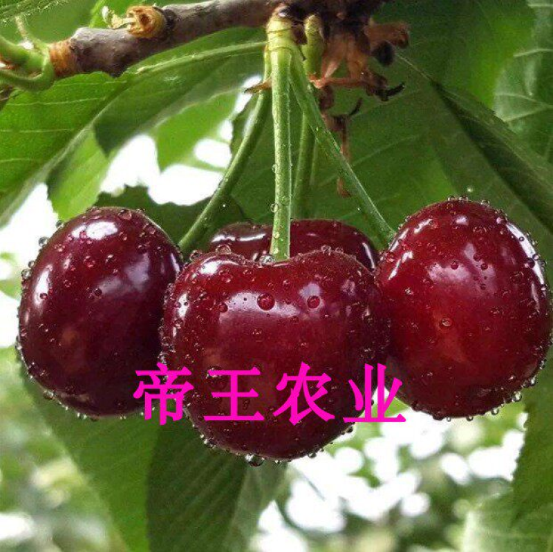 美早樱桃苗矮化品种黑珍珠拉宾斯俄罗斯八号大樱桃苗