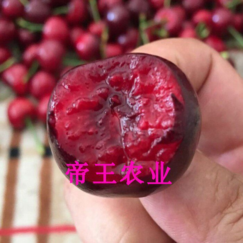 美早樱桃苗矮化品种黑珍珠拉宾斯俄罗斯八号大樱桃苗