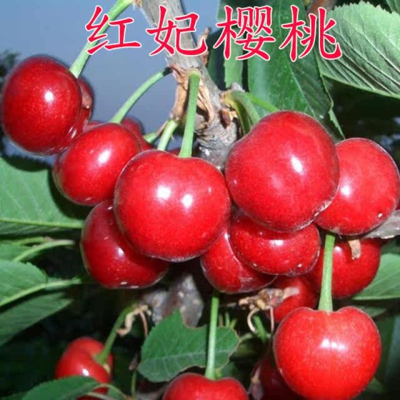 嫁接红妃大樱桃苗基地直销现挖苗发货