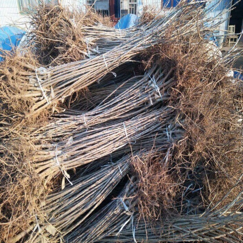嫁接红妃大樱桃苗基地直销现挖苗发货