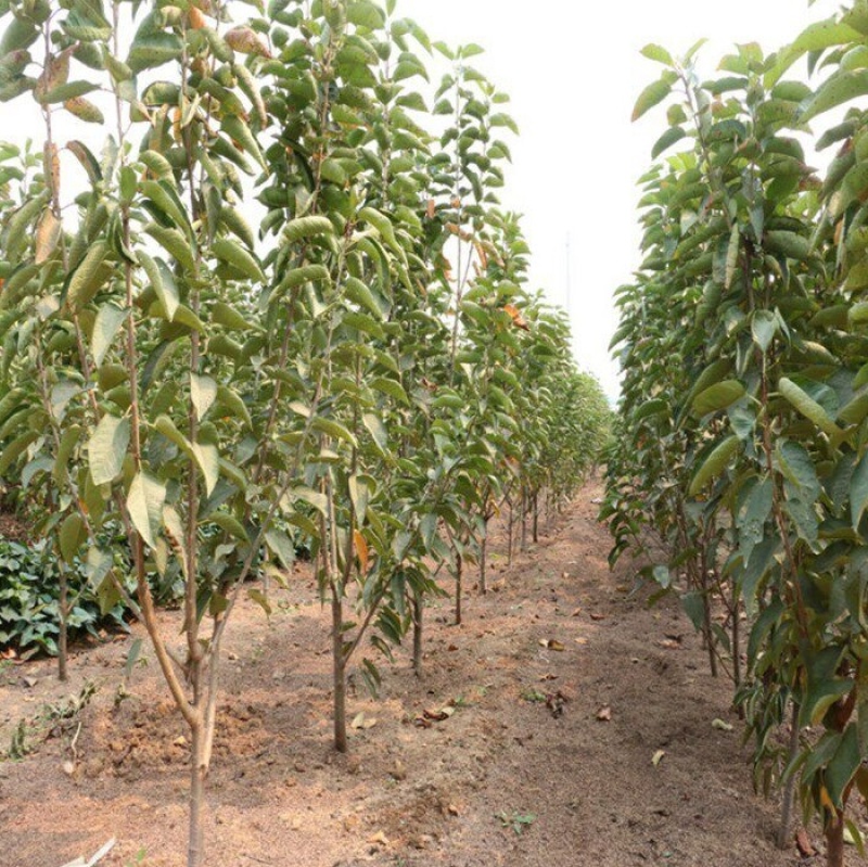 嫁接红妃大樱桃苗基地直销现挖苗发货