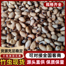 竹虫产地直发货源充足量大从优品质保证欢迎来电咨询订购