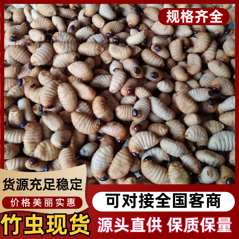 竹虫产地直发货源充足量大从优品质保证欢迎来电咨询订购