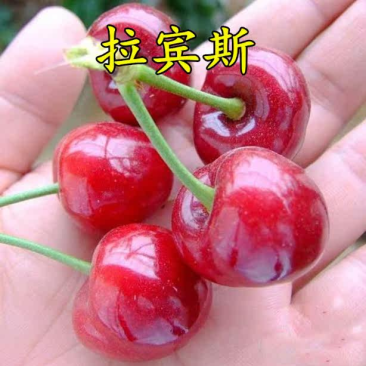 拉宾斯樱桃苗嫁接大果樱桃树苗基地现挖苗发货