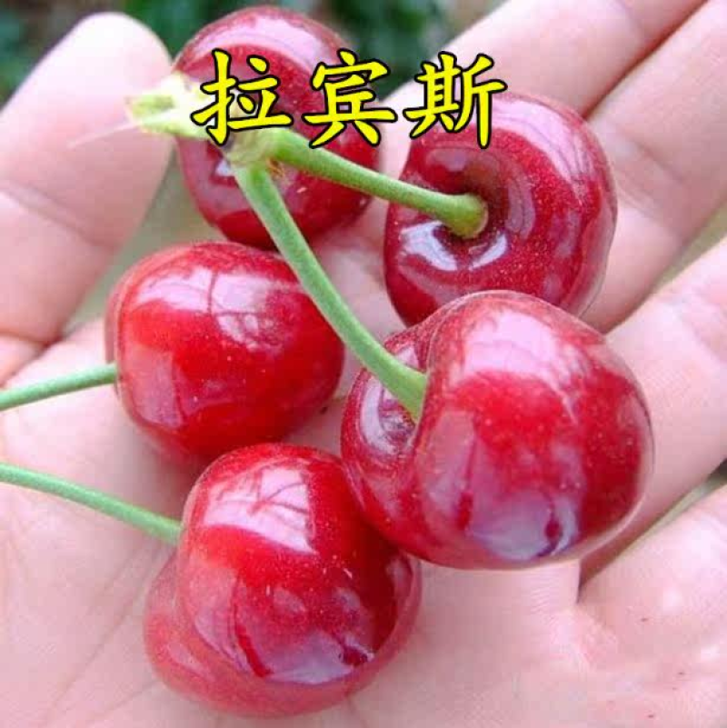 拉宾斯樱桃苗嫁接大果樱桃树苗基地现挖苗发货