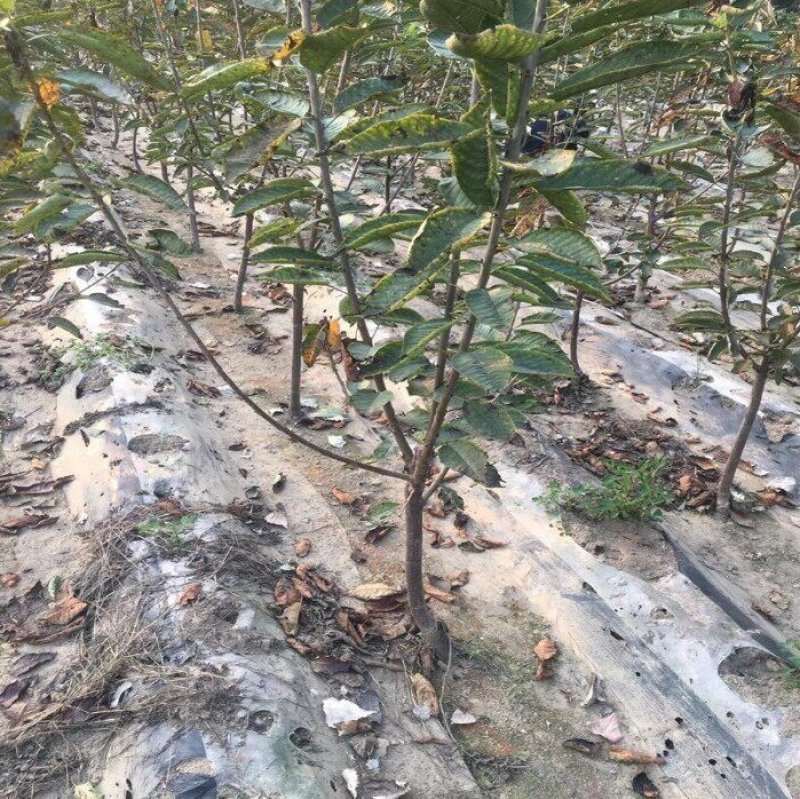 拉宾斯樱桃苗嫁接大果樱桃树苗基地现挖苗发货