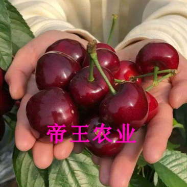 俄罗斯8号大樱桃树苗俄8樱桃树含香樱桃树
