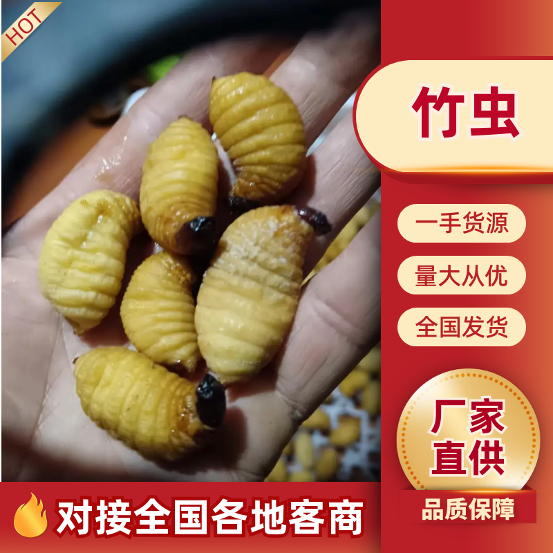 竹虫大量供应中/产地直发/量大从优/欢迎来电咨询订购