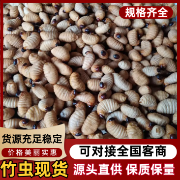 《竹虫》大量供应中/产地直发/量大从优/欢迎来电咨询订购