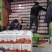 精品普罗旺斯西红柿陕西泾阳产地直供质量保证一手货源