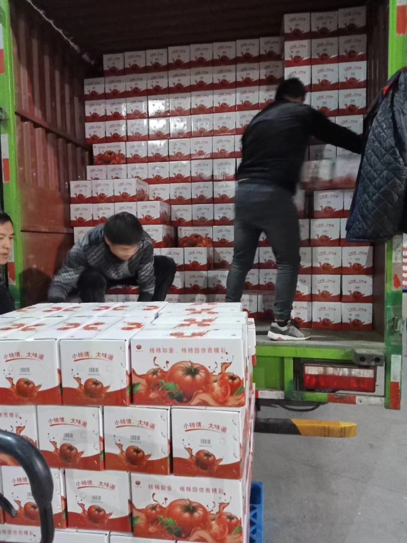 精品普罗旺斯西红柿陕西泾阳产地直供质量保证一手货源