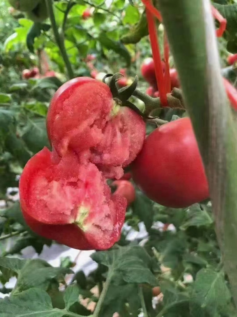 普罗旺斯水果西红柿陕西咸阳基地直供质量保证全国发货