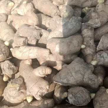 姜种产地直发品种齐全大黄姜姜种等保质保量对接全国