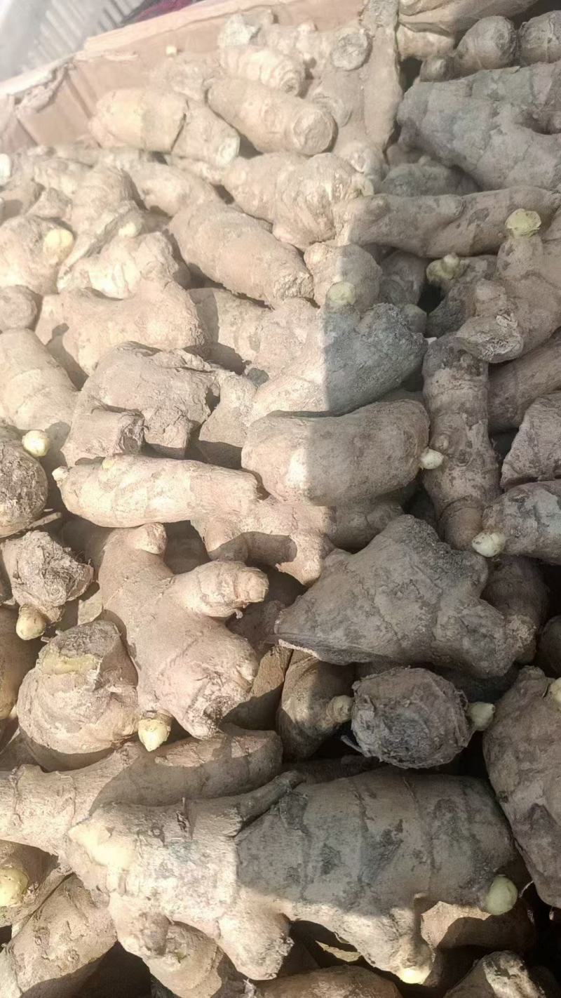 姜种产地直发品种齐全大黄姜姜种等保质保量对接全国