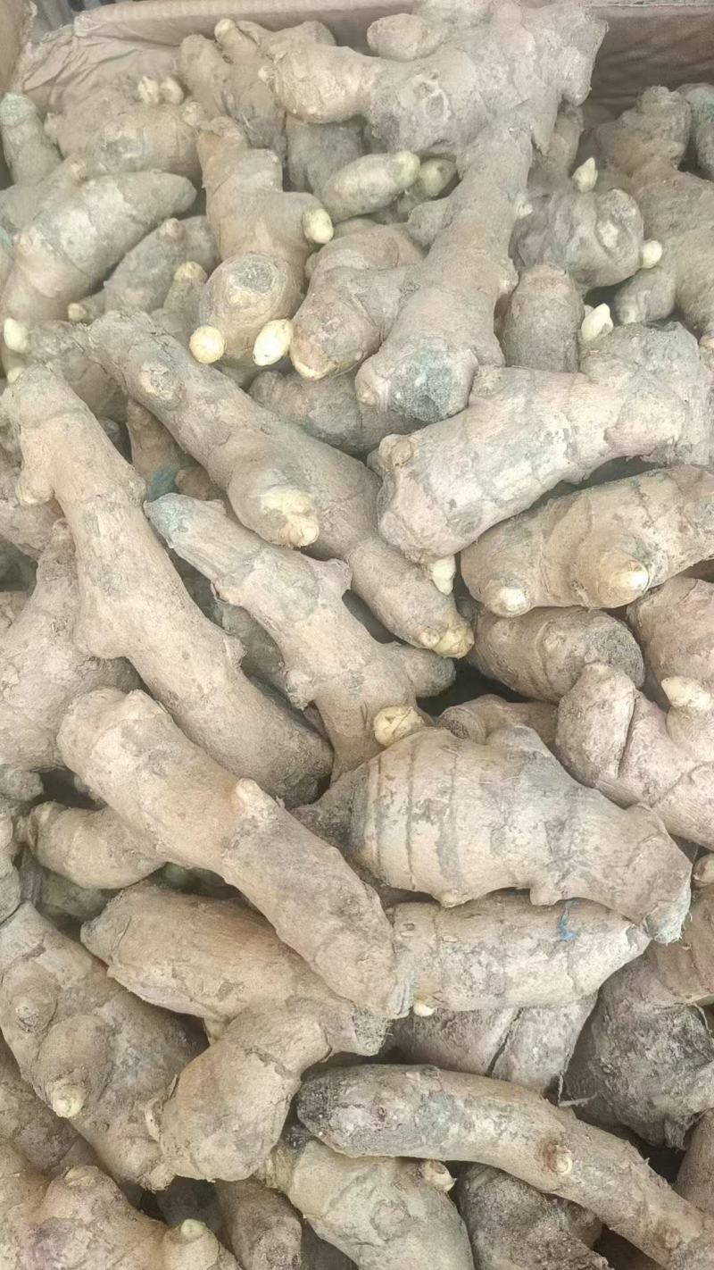 姜种产地直发品种齐全大黄姜姜种等保质保量对接全国