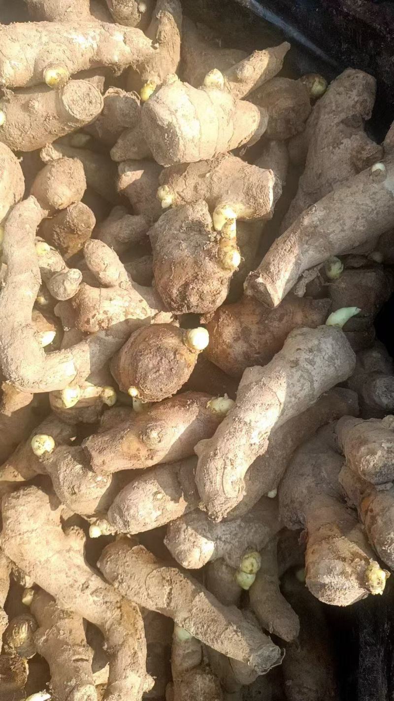 姜种产地直发品种齐全大黄姜姜种等保质保量对接全国