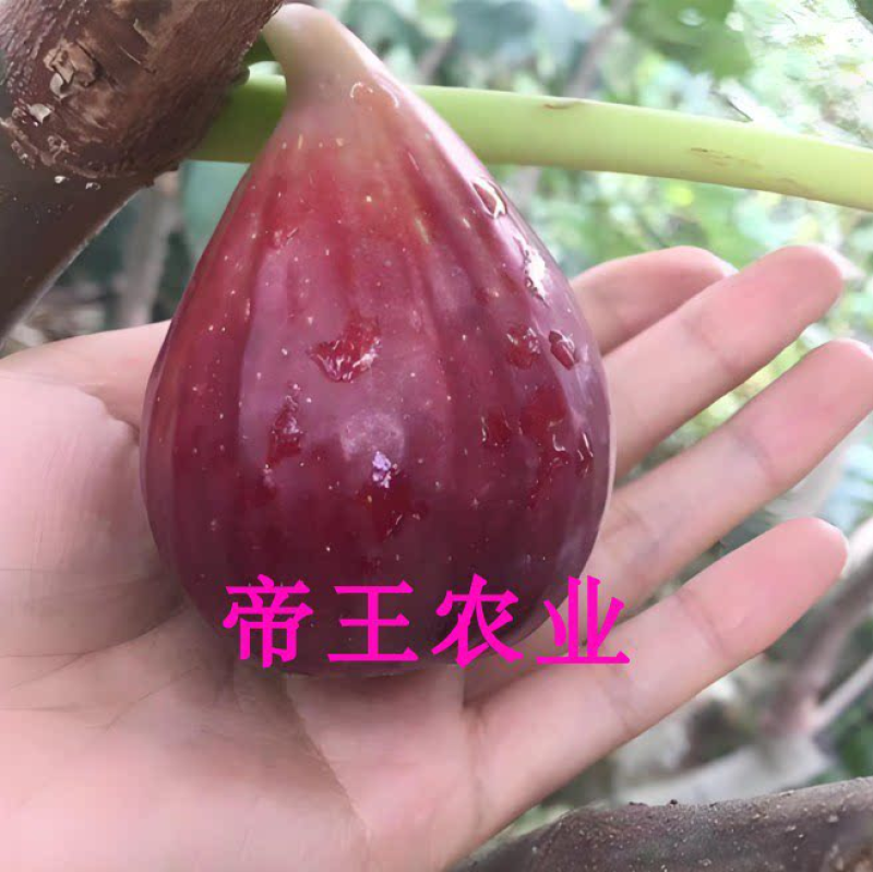 波姬红无花果树苗正品保证提供技术指导