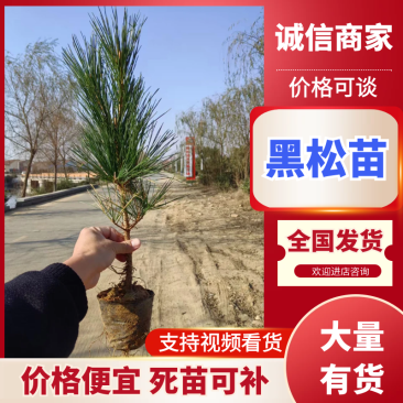 30cm-1米黑松苗规格全品质好支持视频看货基地直供